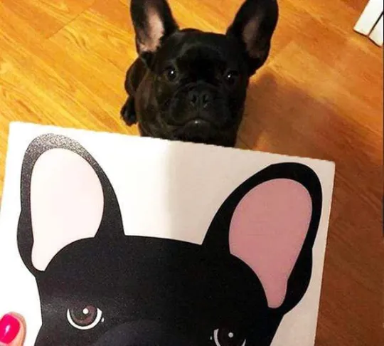 Frenchie Sticker | Frenchiestore |  Black French Bulldog Car Decal